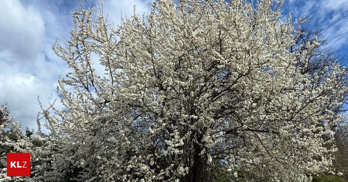 Warnzeichen-Bl-tter-sprie-en-nicht