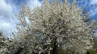 Die Bäume blühen im Übermaß, doch Blätter sprießen kaum