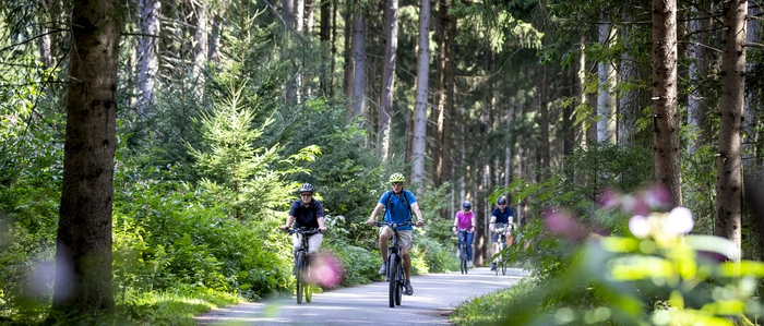 Eine Gruppe Radreisende fährt durch ein Waldstück auf einem asphaltierten Radweg