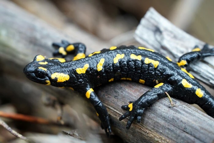 Ein Salamander, der sich gerne fotografieren lässt