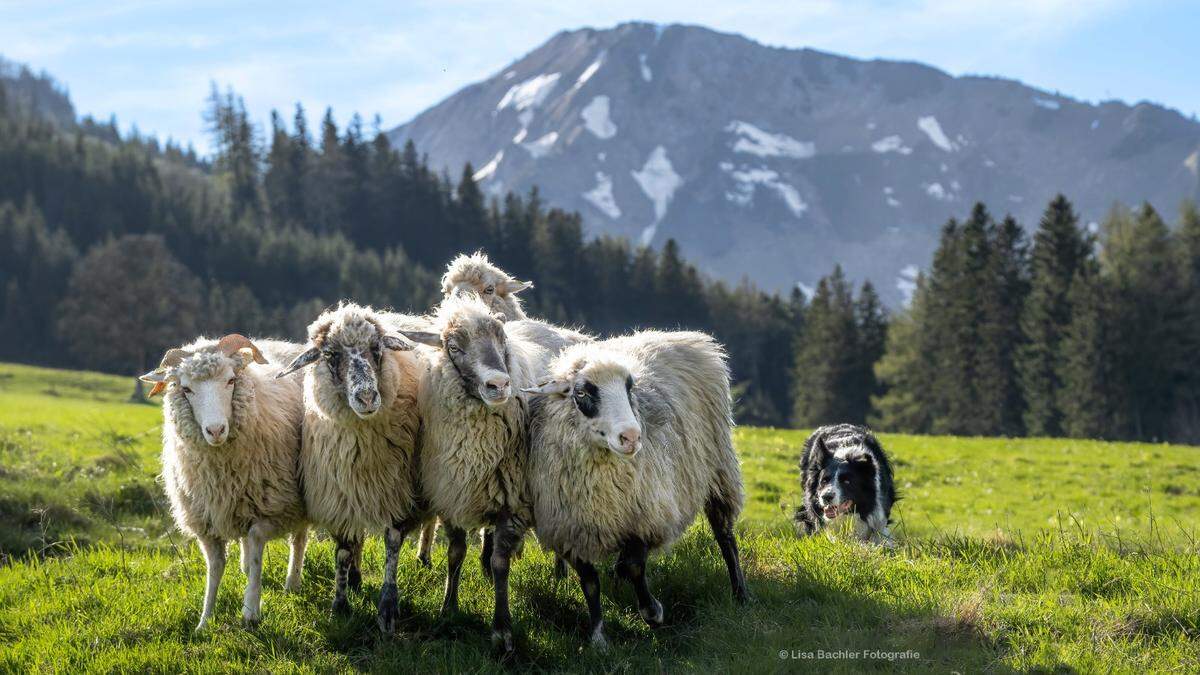 Von Donnerstag bis Sonntag wird in Vordernberg der Europameister der Hütehunde-Teams gekürt