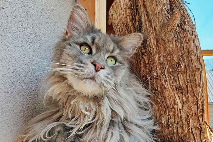 Lilly weiß genau, wie sie schauen muss, um ein Leckerli zu bekommen