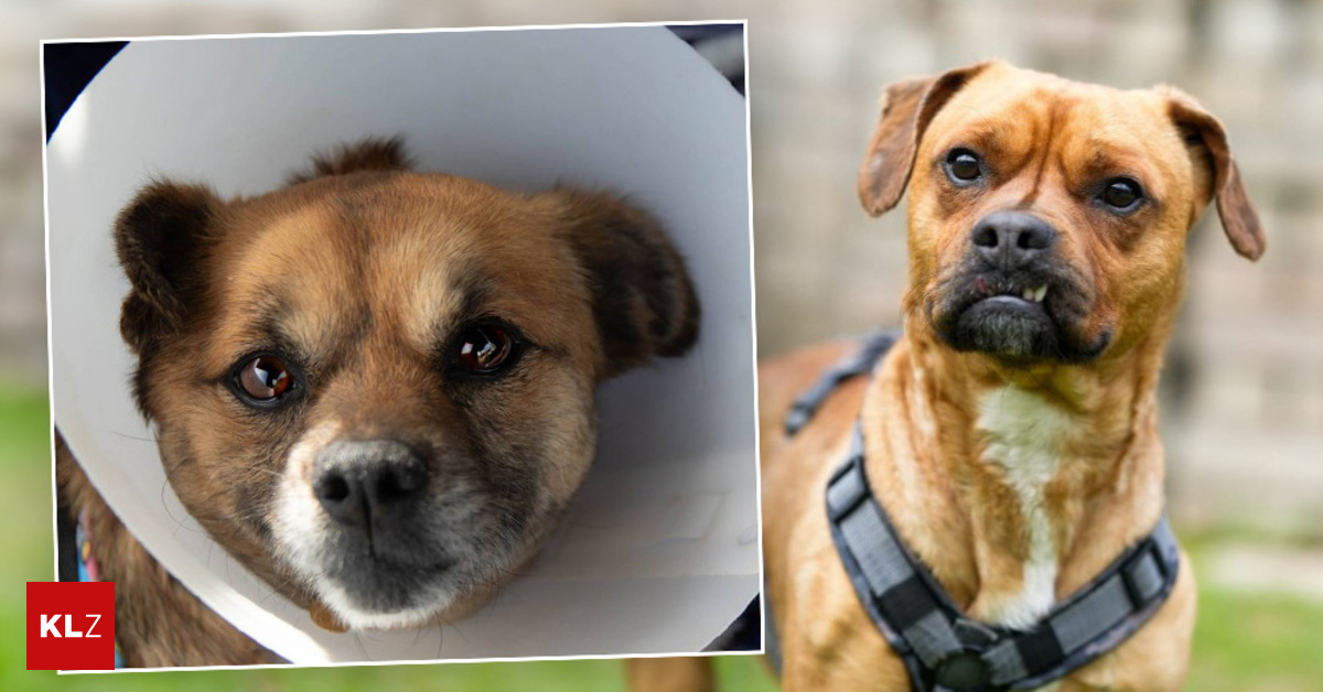 Nach-Hundeabnahme-Entscheidung-ber-Zukunft-von-Schurli-und-Henriette-ist-gefallen