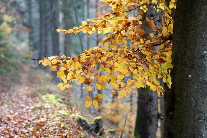 Der Herbst bietet ein prächtiges Farbenspiel