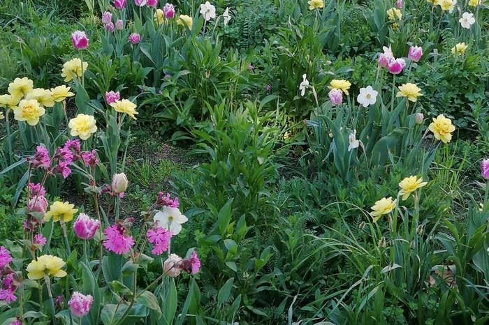Eine bunte Blumenwiese als Frühlingsstrauß 