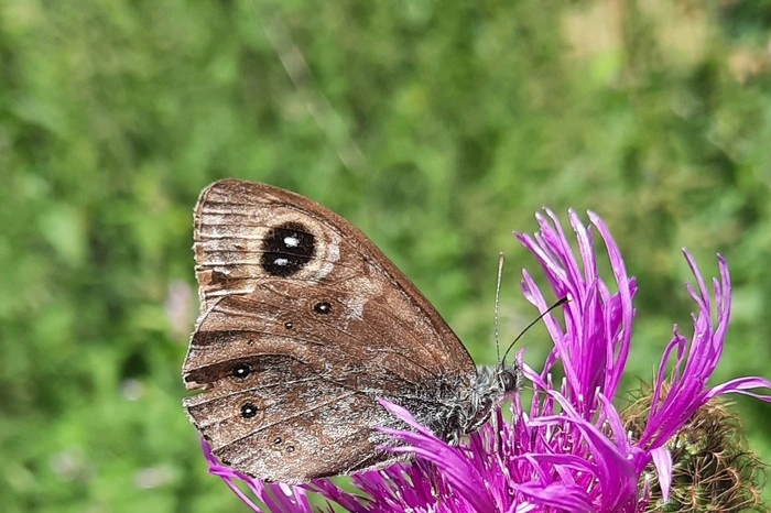 Schmetterlingsparadies im Gössgraben
