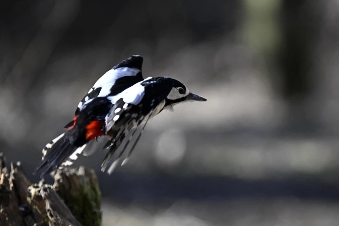 Ein Buntsprecht startet im Kehrwald in Trofaiach zur Suche nach Essen