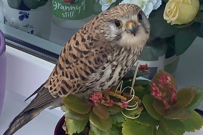 Ein Sperber zu Besuch auf der Terrasse