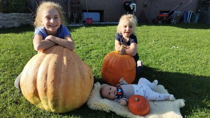 Gar nicht so schlecht gewachsen, die Kürbisse in Oma‘s Garten.
Anna, Sophie und Leon freuten sich darüber, um einen lustigen Halloweenkürbis zu schnitzen.