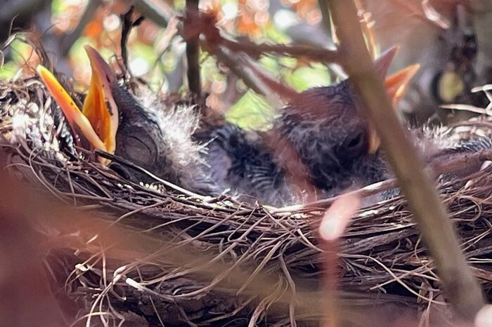 Hungrig reißen die kleinen Vogelbabys ihre Schnäbel auf