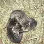 Im Heu des Kinderstadls im Wild- und Freizeitpark „Wilder Berg“ in Mautern wurden die drei Babykatzen geboren. Nun wird ein neues Zuhause für sie gesucht