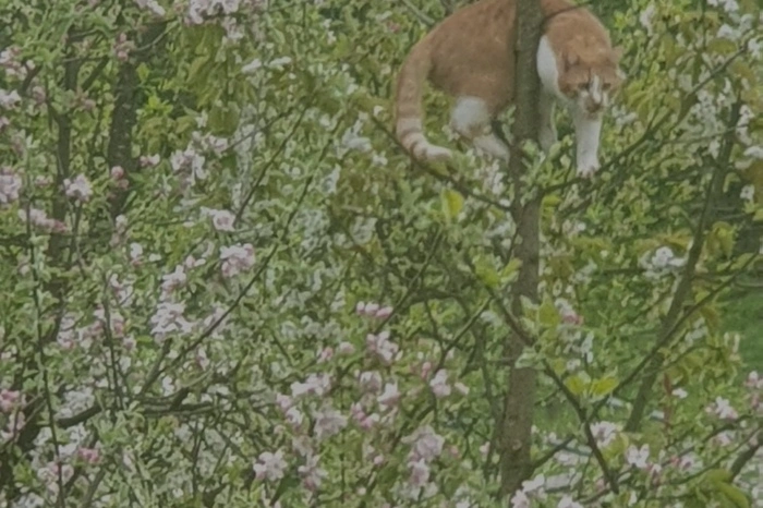 Wie erobert man nun einen blühenden Apfelbaum, wenn die Zweige noch nicht die gewünschte Stabilität bieten?