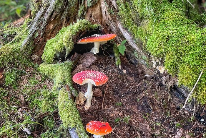 Schwammerltreffen in heimischen Wäldern