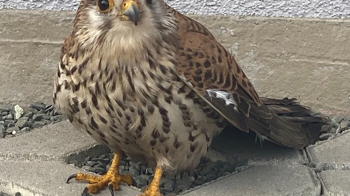 Das Sperberjunge ist flügge geworden und übt sich fest im Fliegen in Trofaiach. Der kleine Vogel wurde tagelang von der Mutter, die ihr Nest am Dachgiebel hat, liebevoll mit Nahrung versorgt