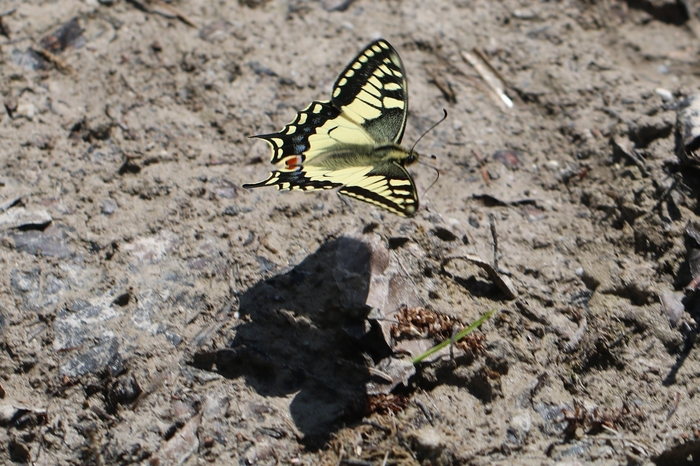 Ein Schwalbenschwanz-Schmetterling warf am Leopoldsteinersee seinen Schatten