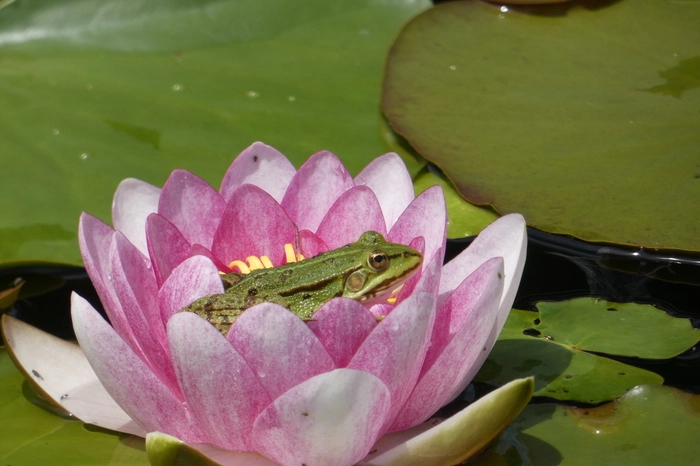 Dieser Frosch hat sich eine beosndere Ruhezone ausgesucht
