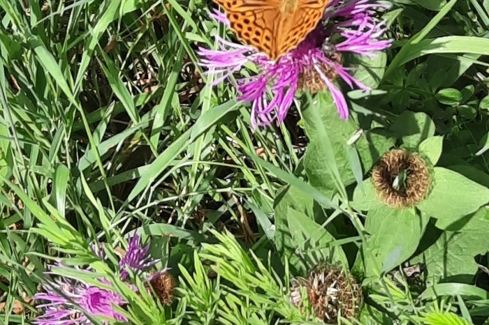 Schmetterlingsparadies im Gössgraben