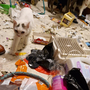 Aufnahme einer Katze in der  verdreckten Wohnung 