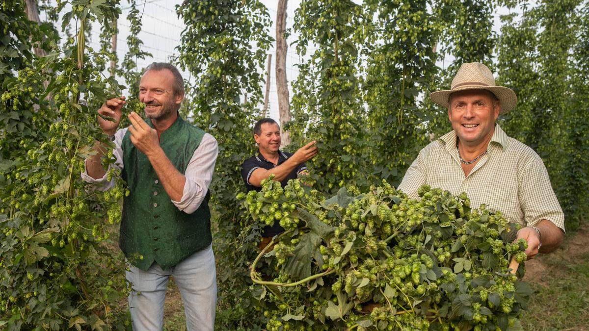 Da können sie wieder lachen: Der Komplettausfall bei den Hopfenbauern in Leutschach blieb dank neuer Seitentriebe aus, doch die Ertragsmengen sind deutlich geringer als üblich | Da können sie wieder lachen: Der Komplettausfall bei den Hopfenbauern in Leutschach blieb dank neuer Seitentriebe aus, doch die Ertragsmengen sind deutlich geringer als üblich