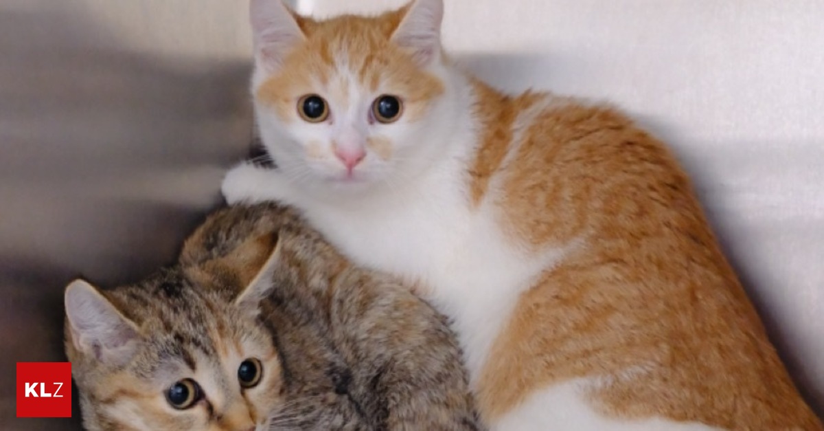 Besitzer-berfordert-23-Katzen-wurden-aus-Mini-Wohnung-gerettet