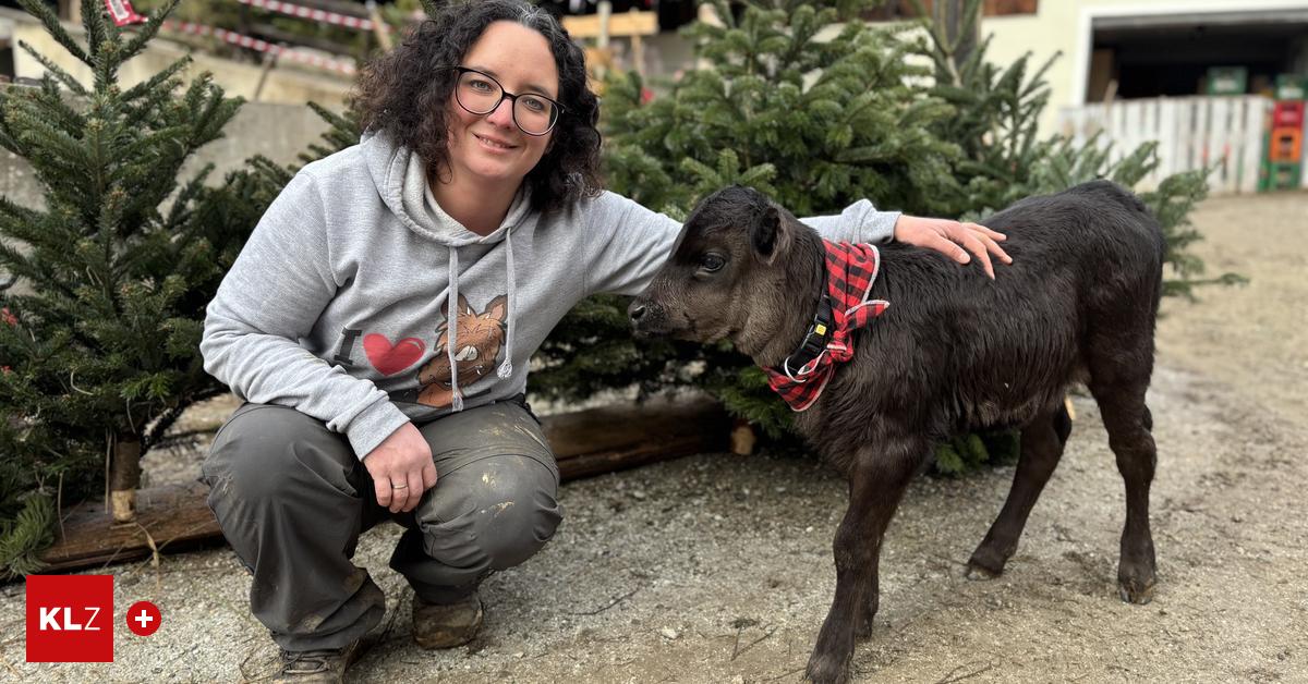 Mama-f-r-ein-Zwergrind-Wie-Annabelle-am-Alpakahof-aufw-chst