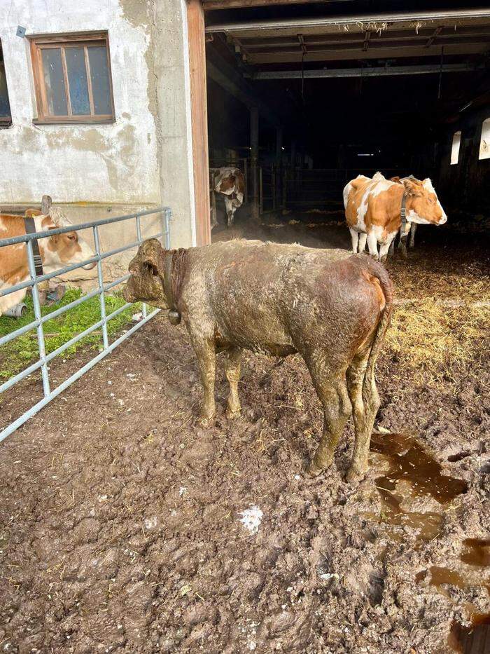 Erschöpft und schmutzig - aber gerettet: Das betroffene Kalb