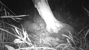 Die Wildkamera hat den Biber aufgenommen