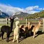 Die Alpakas und Lamas dürfen sich über neue „Nachbarn“ freuen
