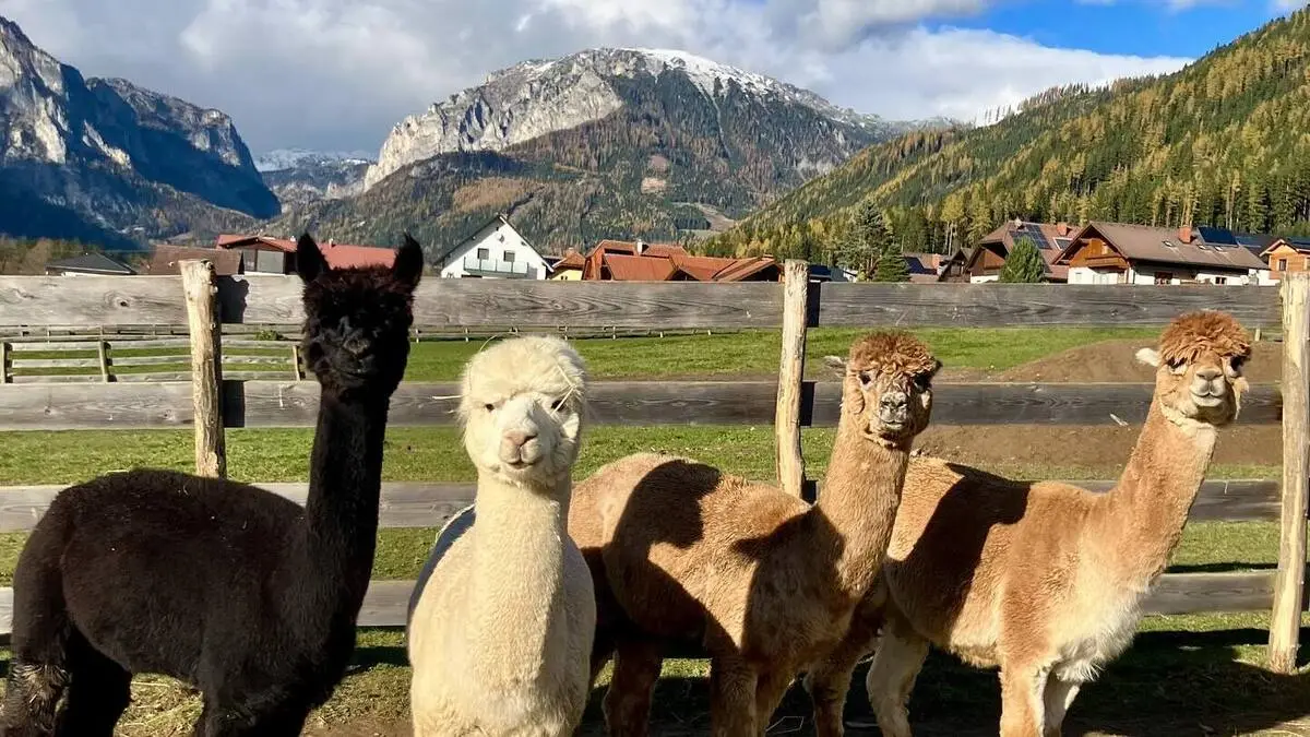 Die Alpakas und Lamas dürfen sich über neue „Nachbarn“ freuen