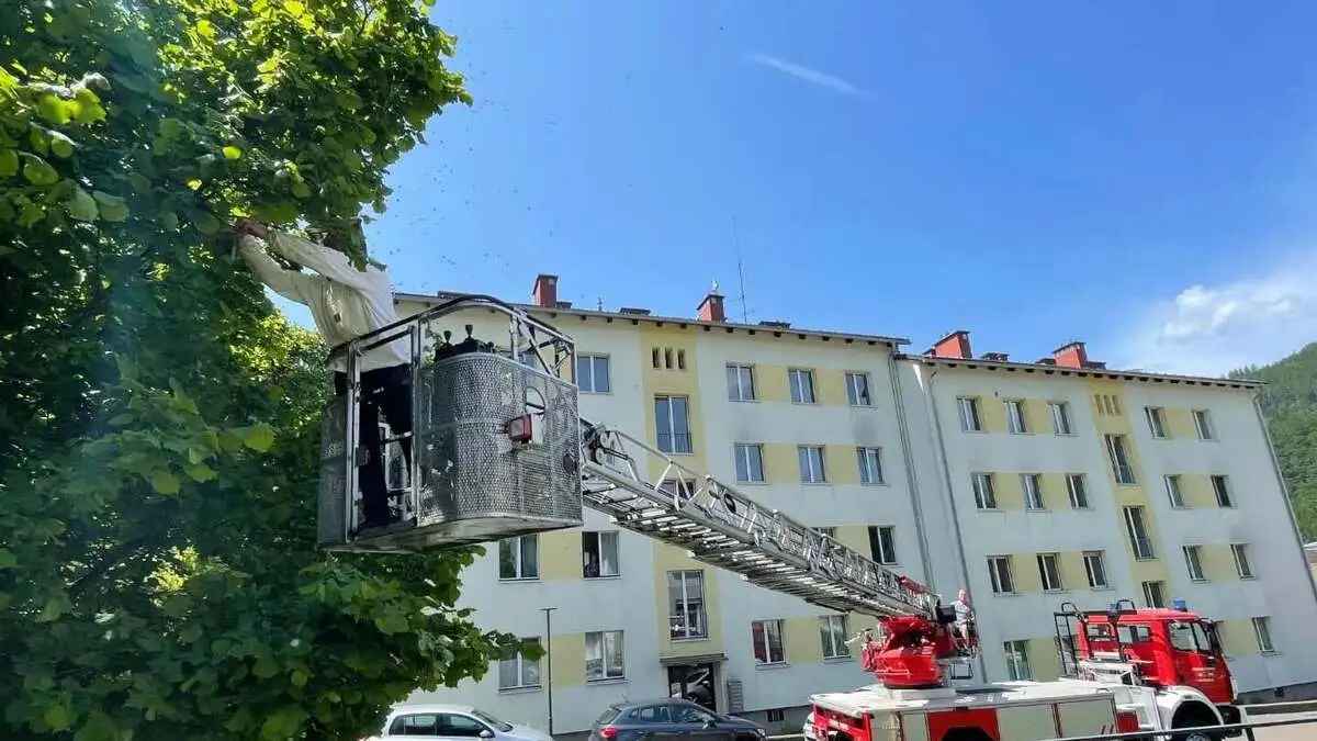 Mithilfe einer Drehleiter mit Korb konnte der Bienenstock in einem Kindergarten in Mürzzuschlag entfernt werden