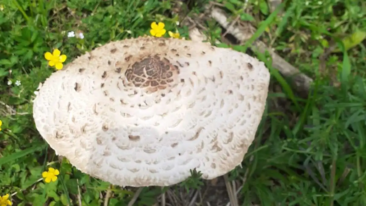 Dieses Exemplar fand den Weg in die Küche einer Kapfenberger Lesereporterin