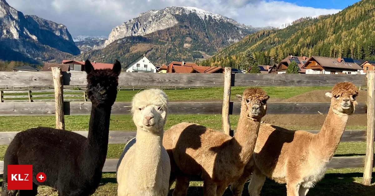 Elch-bis-Zwergrind-Der-Gr-ne-See-bekommt-einen-Tierpark-als-Nachbar-