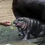 Moo Deng / pygmy hippopotamus in Chonburi, Thailand - 08 Sep 2024 A zoo keeper plays with a female pygmy hippopotamus named Moo Deng , which means Pork bouncy lying on the ground at Khao Kheow Open Zoo, in Chonburi province, east of Bangkok. The new star of the Khao Kheow Open Zoo is a female pygmy hippopotamus. Born on July 10, 2024, to a mother named Jona, 25 years old, and a father named Tony, 24, the bouncy pig is the 7th animal of the Khao Kheow Open Zoo from these parents. Chonburi Thailand Copyright: xChaiwatxSubprasomx/xSOPAxImagesx _F9J6555