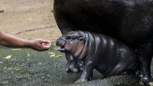 Moo Deng / pygmy hippopotamus in Chonburi, Thailand - 08 Sep 2024 A zoo keeper plays with a female pygmy hippopotamus named Moo Deng , which means Pork bouncy lying on the ground at Khao Kheow Open Zoo, in Chonburi province, east of Bangkok. The new star of the Khao Kheow Open Zoo is a female pygmy hippopotamus. Born on July 10, 2024, to a mother named Jona, 25 years old, and a father named Tony, 24, the bouncy pig is the 7th animal of the Khao Kheow Open Zoo from these parents. Chonburi Thailand Copyright: xChaiwatxSubprasomx/xSOPAxImagesx _F9J6555