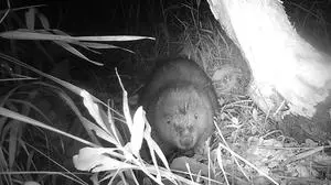 Der erste Biber im Mürztal, daneben ein Baum, den er schon kräftig benagt hat