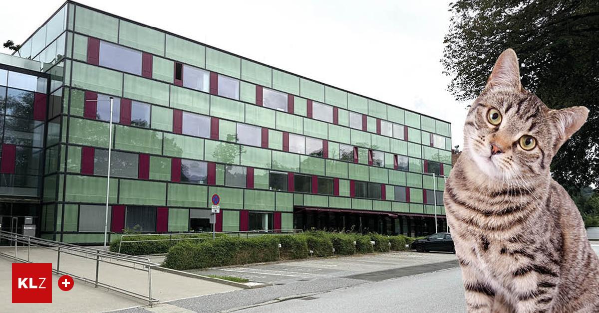 Urne-nicht-bezahlt-Obersteirerin-lie-verstorbene-Katze-ein-schern-und-landete-vor-Gericht