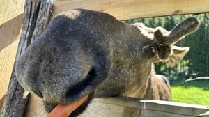 Elch Brutus ist als einziger Elch der Steiermark in Tragöß zuhause