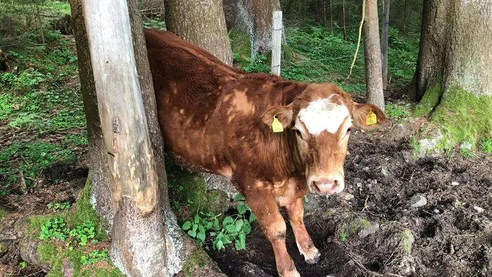 Für „Mandi“ ging es weder vorwärts noch rückwärts weiter