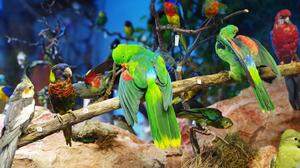 Papageien-Vielfalt in der alten Ausstellung