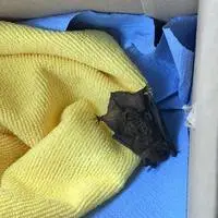 Die Fledermaus lebt wohl schon länger als „Gast“ im Hundeparadies im Scheibsgraben 