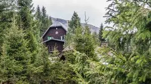 Nach Anmeldung können die Bäume am 6. und 7. Dezember beim Karl-Lechner-Haus am Stuhleck abgeholt werden