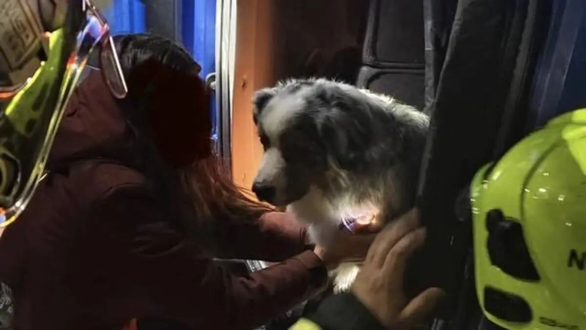 Lenkerin und Hund blieben unverletzt