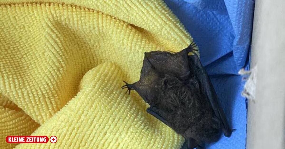 Weakened bat rescued:
