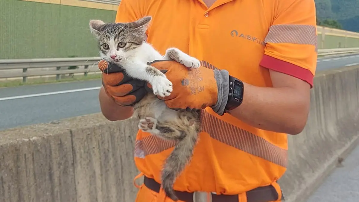 Der Schock stand dem Katzenbaby noch ins Gesicht geschrieben