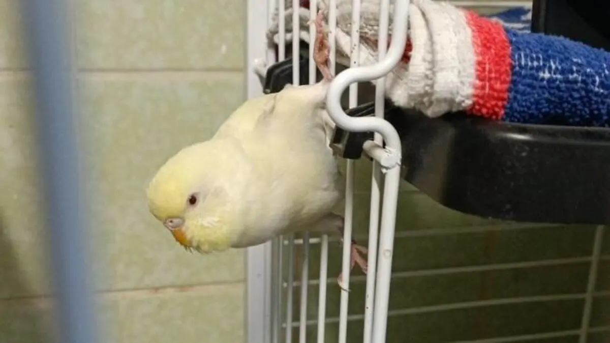 Der Wellensittich wartet im Tierheim, um abgeholt zu werden