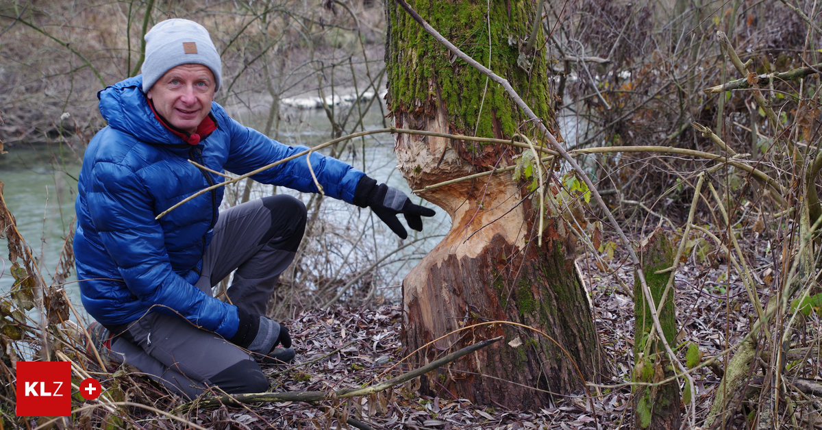 Jetzt hat auch Kapfenberg seinen Biber an der Mürz