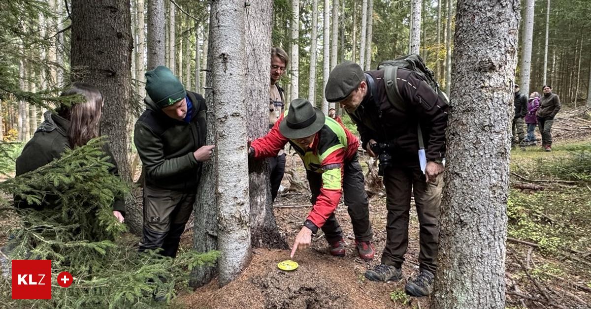 Unterwegs-mit-Ameisenhegern-Kosten-Sie-einmal-diese-Ameise-