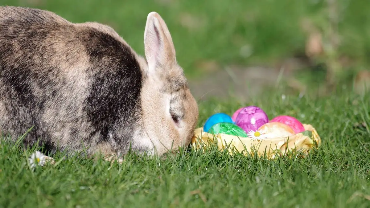 Der Hase bringt zu Ostern traditionell die Eier. Warum ist ungewiss