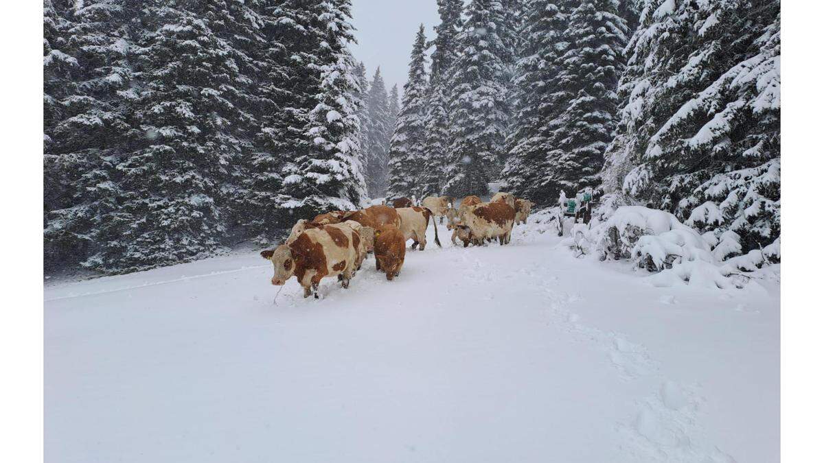 Ein schönes Fotomotiv, traurig für Bauern und Touristen: Kühe im Schnee anstatt auf der herbstlichen Alm