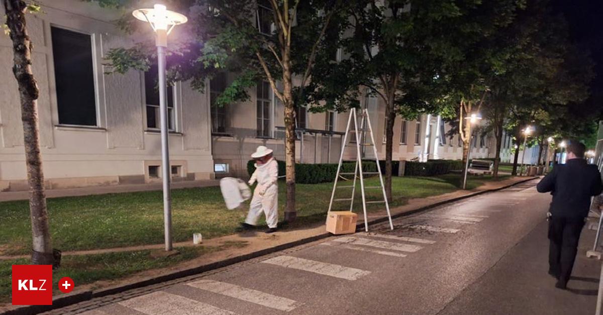 Von-Patientin-entdeckt-Riesiger-Bienenschwarm-am-LKH-Graz-geborgen